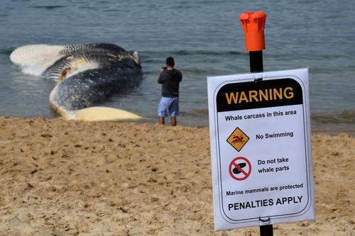 Experts have yet to determine the whale's cause of death but the remote Royal National Park location is making it difficult to remove. 