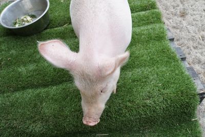 While purchasing a pet pig wouldn't be for everyone, they'll be on offer in New South Wales this weekend (Matt Coble).&nbsp;
