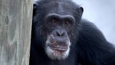 'Meet the Chimps' gives us a peak into the lives of these fascinating apes.