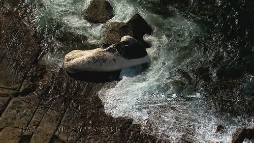 Sï»¿everal beaches south of Sydney have been closed after a dead whale washed up onto the shore.