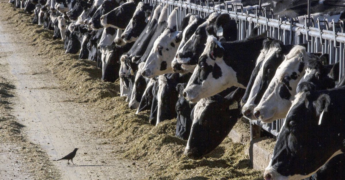 Des bovins laitiers du Texas et du Kansas ont été testés positifs à la grippe aviaire