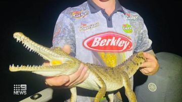 Crocodile - 9News - Latest news and headlines from Australia and the world