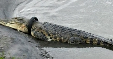 The crocodile is at risk of suffocation if the tyre isn't removed.