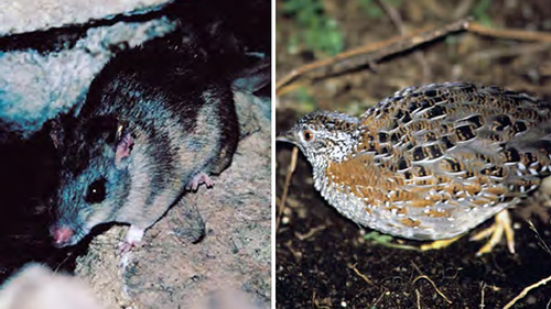 Threatened fauna, from left to right: Carpentarianrock-rat and the painted button-quail.