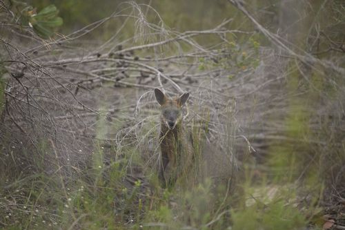 It's been a long road to recovery for the little swamp wallaby. (Taronga Wildlife Hospital)