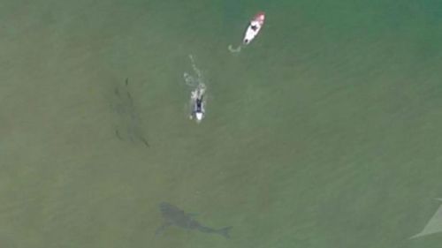 Pilot captures moment huge shark stalks NSW paddleboarders