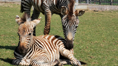 A baby zebra has been startled to death in a UK zoo 