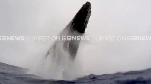 Humpback whale breaches just metres from Australian snorkellers in Tonga
