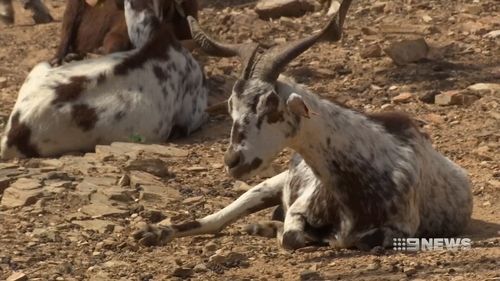 About 200 goats are being hired by the Portuguese government to help with fire reduction. Picture: 9NEWS