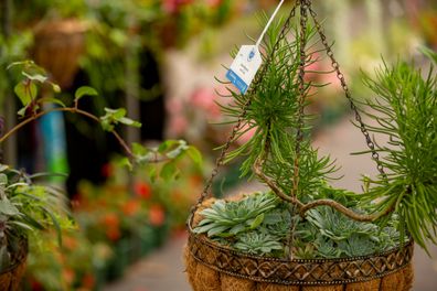 Hanging basket competition at the Melbourne International Flower and Garden Show