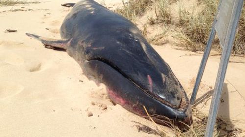 Cyclone brings rare whale carcass to Western Australian beach