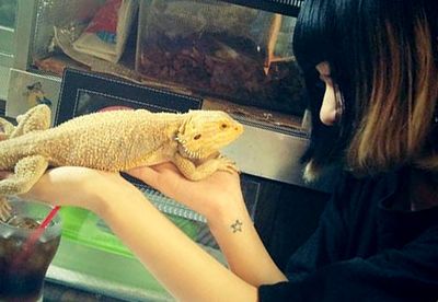 Reptile cafes