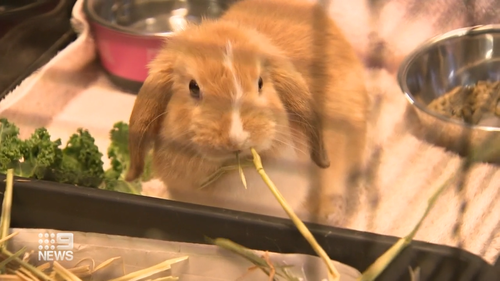 RSPCA workers say the rabbits are cuddly companions who can be toilet trained and can even be kept around the house. 