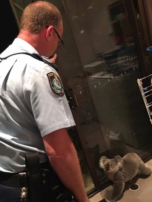 Koala caught red-handed by police inside Sydney home