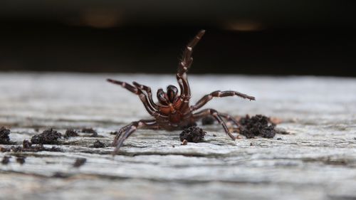 A spike is funnel-web numbers are predicted as wet and humid weather continues.