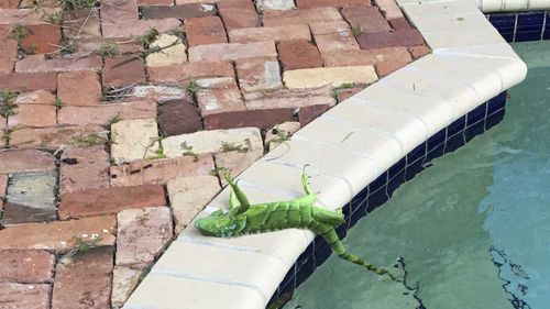 A frozen iguana beside a pool in Florida. (Frank Cerabino/Palm Beach Post via AP)