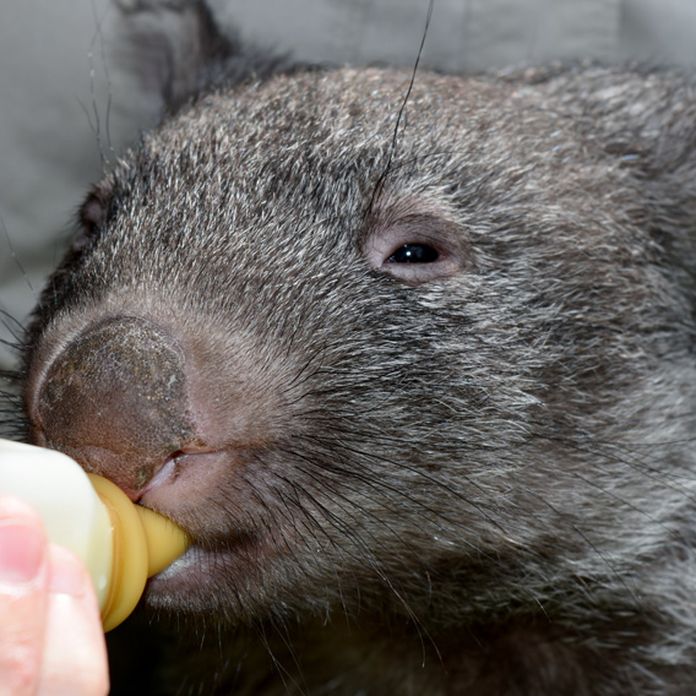 Orphaned baby wombat named 'Australia's most adorable animal'