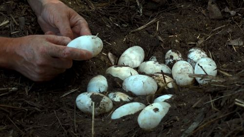 The alligator laid a clutch of 60 eggs. (Image: Tim Faulkner/Australian Reptile Park)