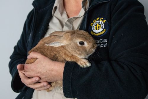 The bomb squad was called to Adelaide Airport - but this was all they found. Picture: RSPCA/Koren Helbig