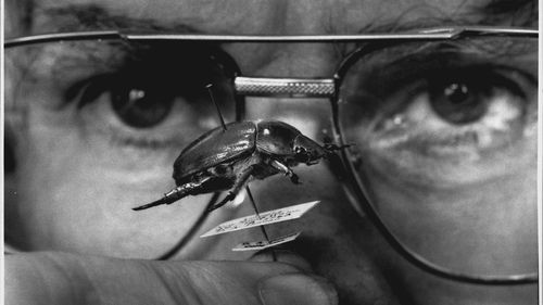 The then collection manager of the insect division at the Australian Museum, Max Moulds, pictured with a Christmas Beetle specimen in 1992. 