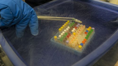 This undated photo provided by San Diego Zoo Global shows scientists inspecting cell cultures at San Diego Zoo Global's Frozen Zoo®, a collection of tissue and genetic material that has been collected by conservation researchers since it was founded in 1972. 