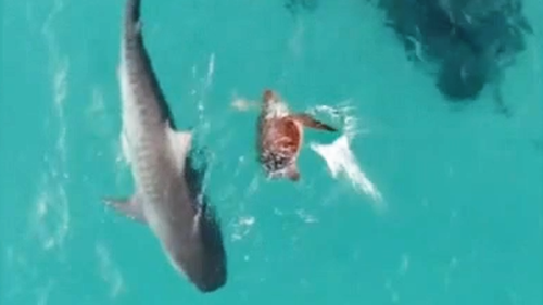 A turtle's terrifying encounter with a hungry tiger shark has been captured off the coast of Ningaloo in Western Australia.