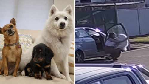 Atlas the Japanese Spitzer (white dog in left image) was stolen from outside a Fairfield home (right).