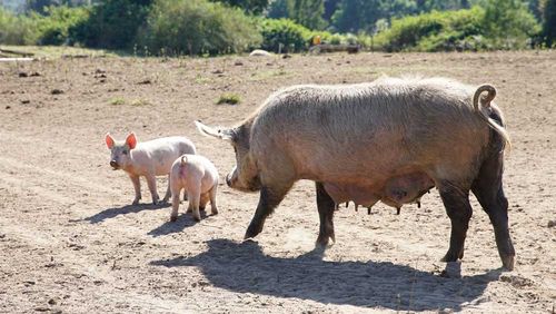 Pigs on the farm 