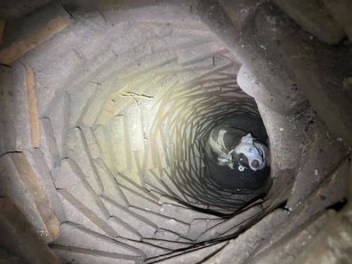 Stray dog found in well