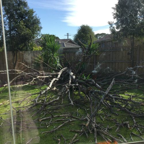 The winds knocked over this tree at a yard in Langwarrin. Picture: Deanne Wilkinson