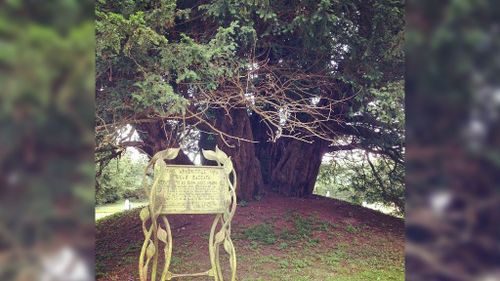 Britain's oldest living thing is thought to be dying