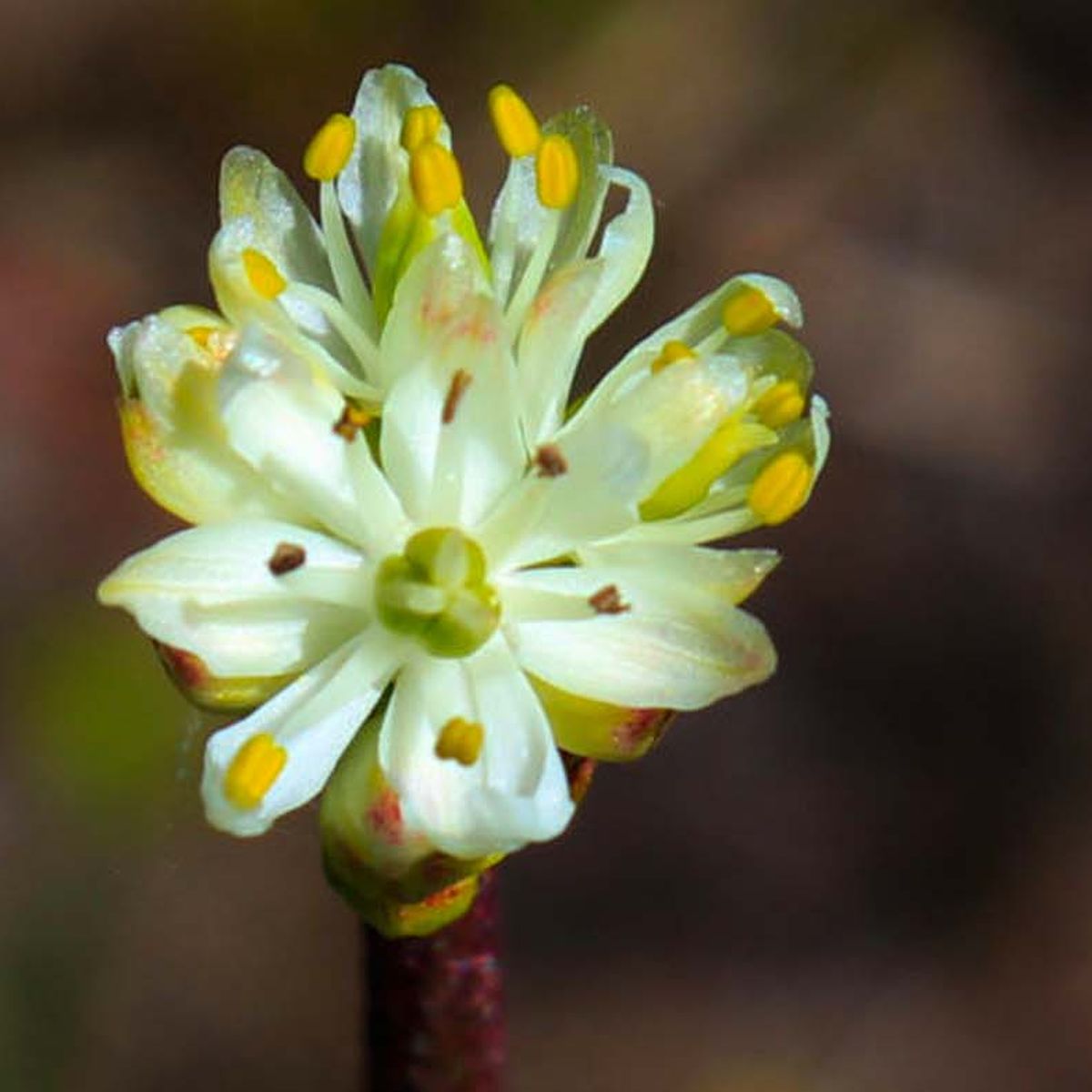 1st Carnivorous Plant Identified In 20 Years Grows Near Vancouver