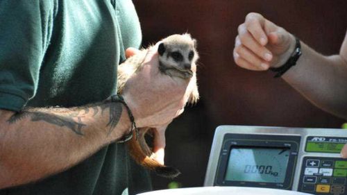 Meerkat kit's daring escape from vet