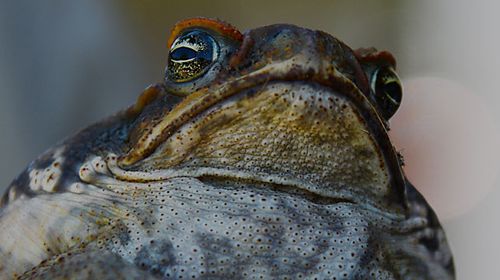 Cane toad sausages on menu for WA native wildlife