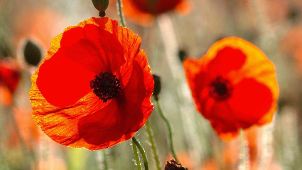 England's football team will defy a FIFA edict on Remembrance Day. (AAP)