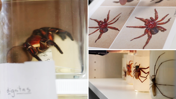 Queensland Museum to discover up to 100 new spider species