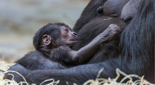 Shinda gave birth to her first baby. (Prague Zoo)