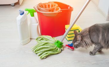 House cleaning with cat. Bucket with sponges, chemical bottles and mopping stick
