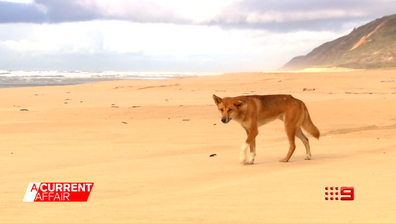 how many dingoes are left on fraser island