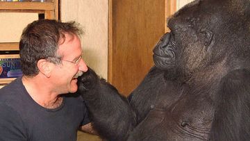 Robin Williams and Koko during their 2004 encounter.