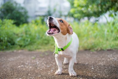 Little playful Jack Russell Terrier dog playing in garden in morning