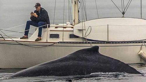 Man glued to phone misses rare whale sighting