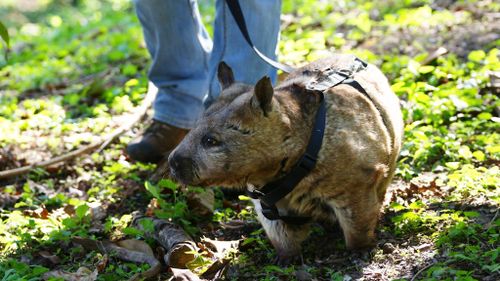 Wombat walkies keep off the winter weight