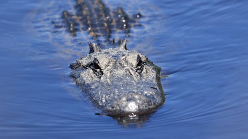 Un aligator de scafandru își mușcă capul în Florida, SUA.