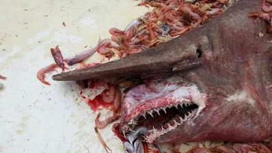 The horrifying rare &#x27;goblin shark&#x27; captured off Florida. (Supplied)