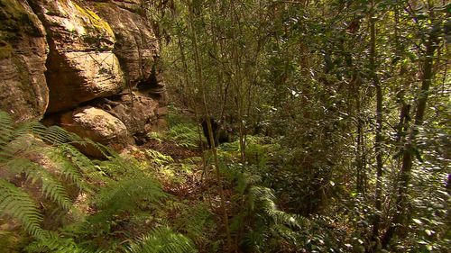 The Wollemi Pine has been around for around 200 million years. Picture: 9NEWS