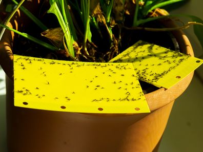 fungus gnats indoor plants