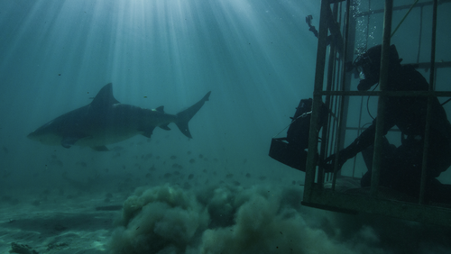 Michael Heithaus dove with bull sharks in the Bahamas to understand more about their hunting behaviour.