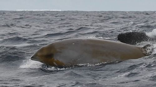 Whale watchers have witnessed the ferocity of nature in the ocean off WA's south coast.A pod of orcas, also known as killer whales stalked trapped and then devoured a lone beaked whale in an hour-long feeding frenzy.
