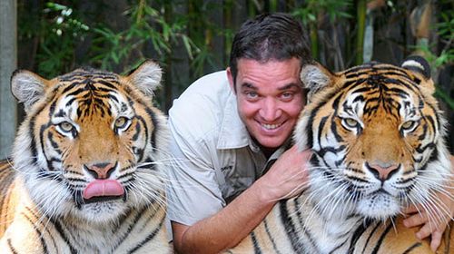 Australia Zoo keeper Dave Styles returns to work with the Sumatran tiger that mauled him last year, Charlie (right), and Sunita. (Source: Australia Zoo)